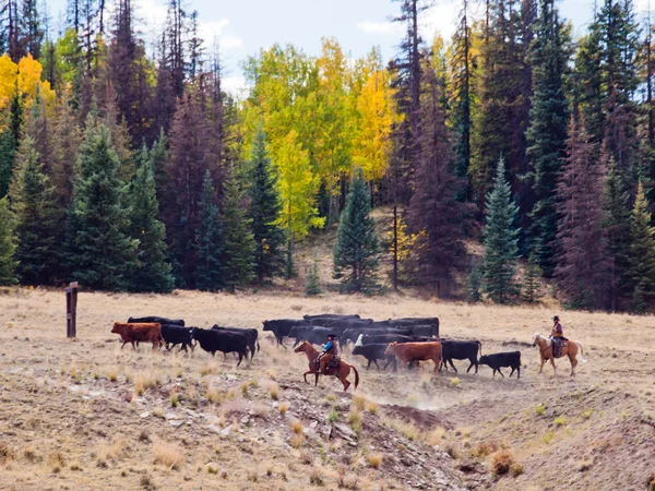 Cattle Drive — Stock Photo, Image