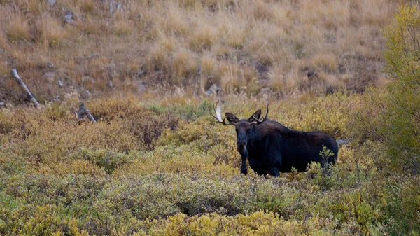 Moose — Stock Photo, Image