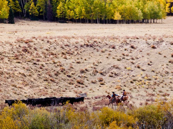 Entraînement du bétail — Photo