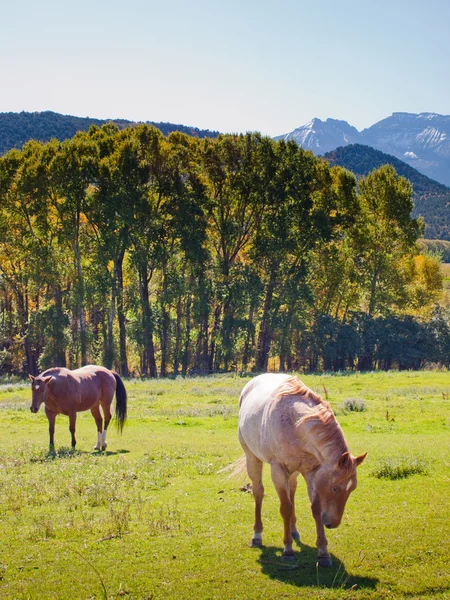 Herfst op de ranch — Stockfoto