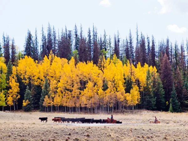 Cattle Drive — Stock Photo, Image