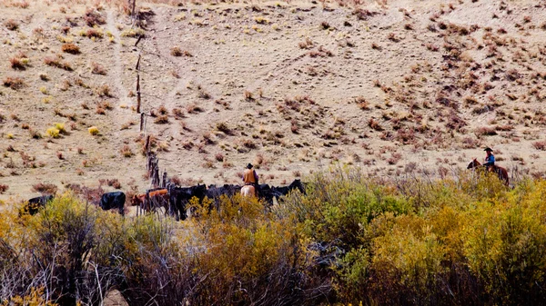 Entraînement du bétail — Photo