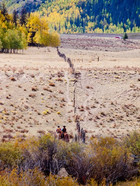 Entraînement du bétail — Photo