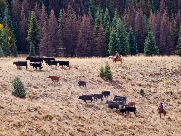 Cattle Drive — Stock Photo, Image