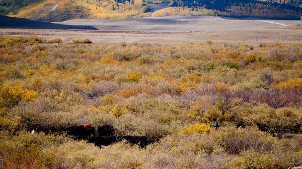 Cattle Drive — Stock Photo, Image