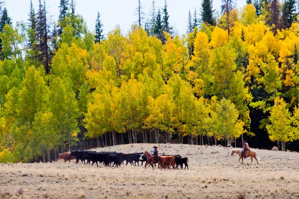 Cattle Drive — Stock Photo, Image