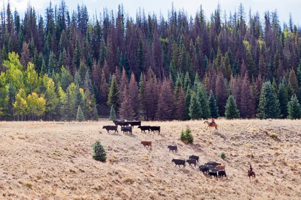 Cattle Drive — Stock Photo, Image