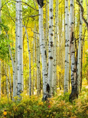 sonbaharda kavak gövdeleri