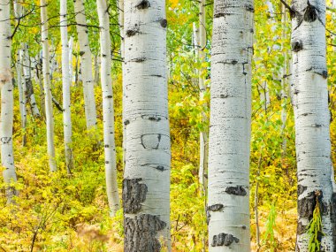 sonbaharda kavak gövdeleri