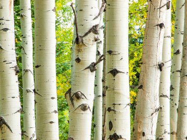 sonbaharda kavak gövdeleri