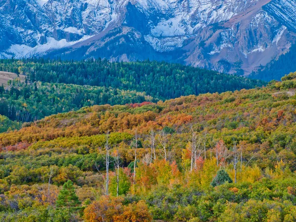 Dallas se divide en otoño —  Fotos de Stock