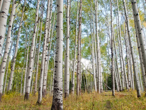 Aspen Trunks in Fall — Stock Photo, Image