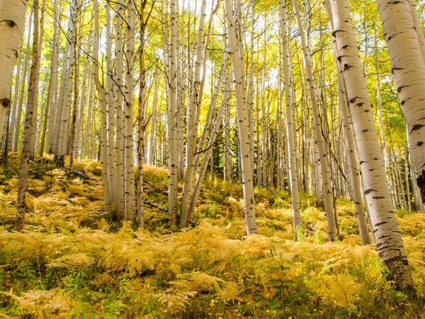 Aspen stammar i höst — Stockfoto