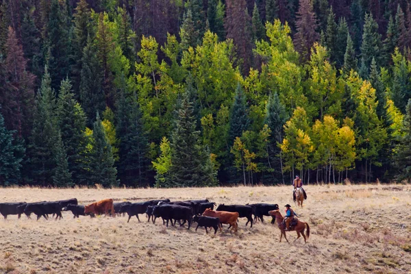 Conducción de ganado —  Fotos de Stock