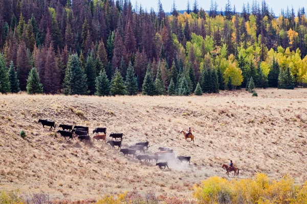 Cattle Drive — Stock Photo, Image