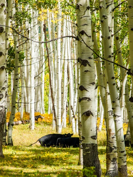 Free-Range Cattle — Stock Photo, Image