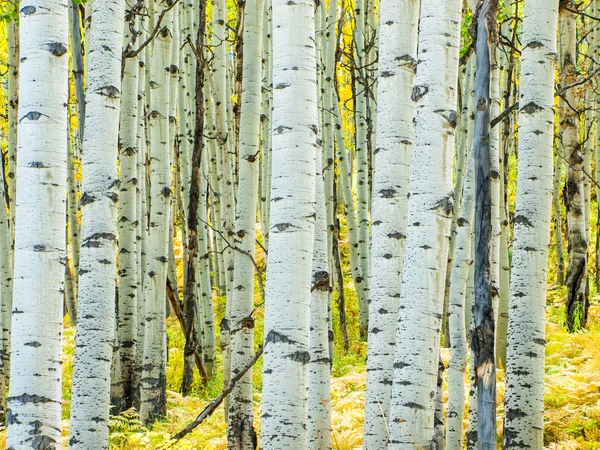 Aspen troncos em queda — Fotografia de Stock