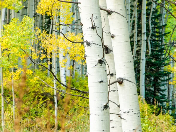 Troncos de Aspen en otoño — Foto de Stock