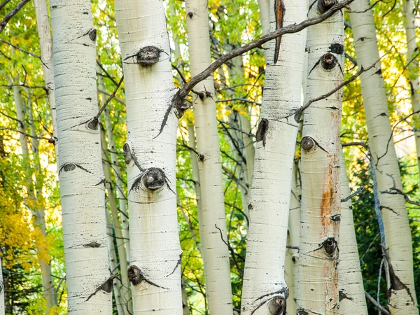 Aspen Trunks in Fall — Stock Photo, Image