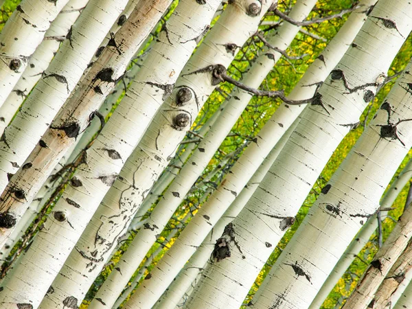 Aspen Trunks in Fall — Stock Photo, Image