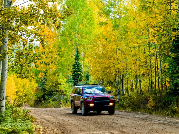 Aspen fatörzsek őszén — Stock Fotó