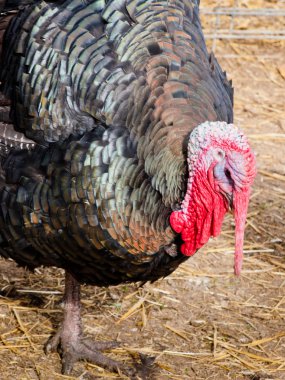 Thanksgiving Turkey clipart