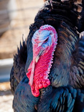 Thanksgiving Turkey clipart