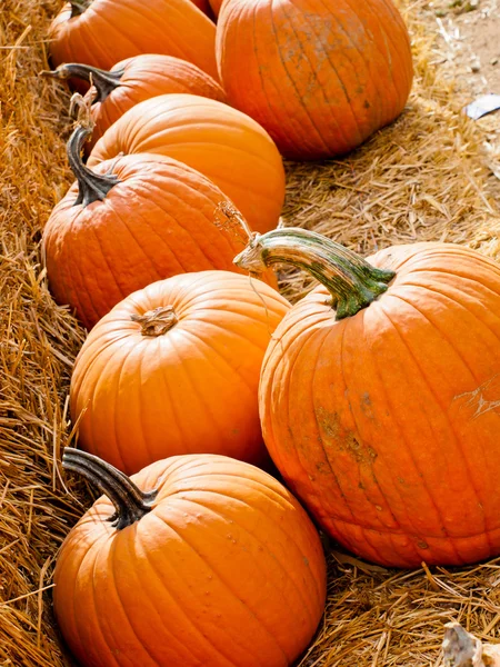 Calabazas — Foto de Stock