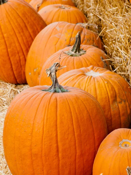 Pumpkins — Stock Photo, Image