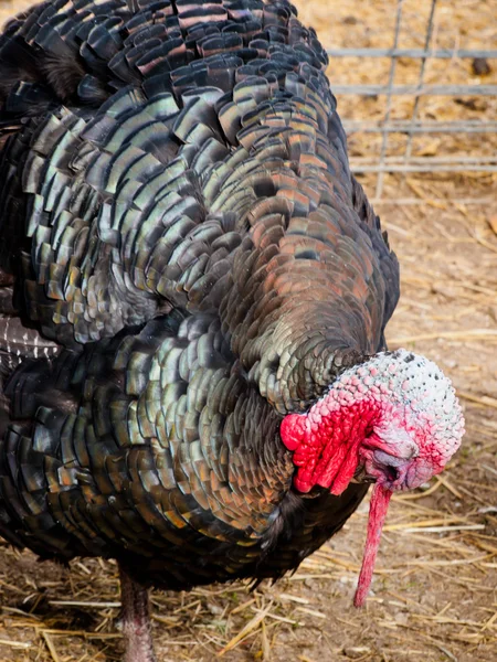 Thanksgiving Turkey — Stock Photo, Image