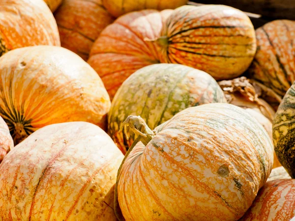 Calabazas — Foto de Stock