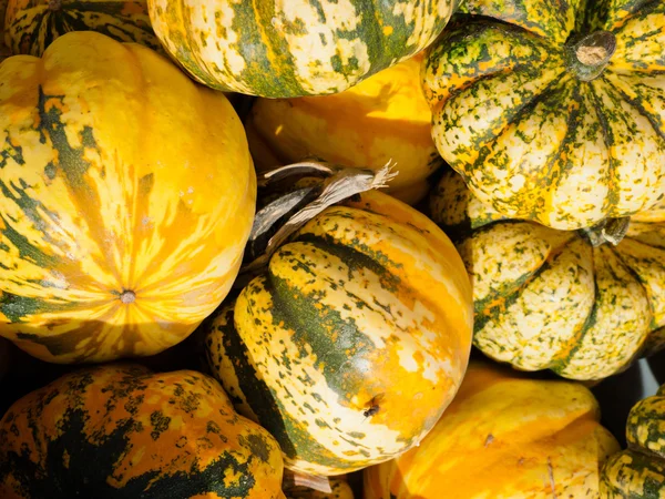 Calabazas — Foto de Stock