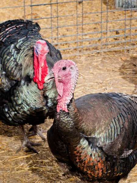 Thanksgiving Turkey — Stock Photo, Image