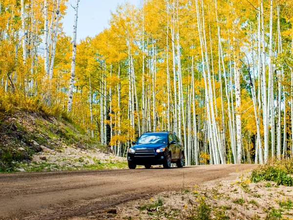 Troncos de Aspen en otoño —  Fotos de Stock