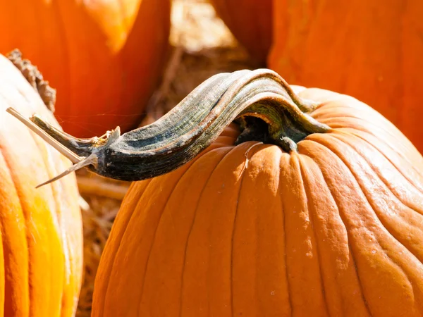 Pumpkins — Stock Photo, Image