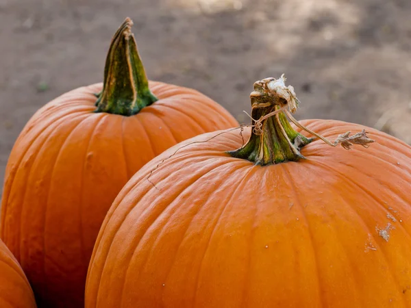 Pumpkins — Stock Photo, Image