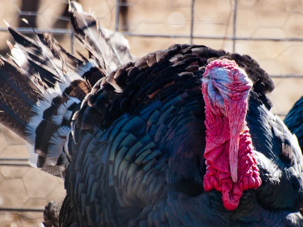 Thanksgiving Turkey — Stock Photo, Image