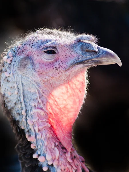 Thanksgiving Turkey — Stock Photo, Image