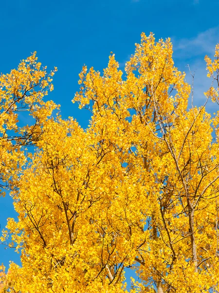 Sarı aspens — Stok fotoğraf