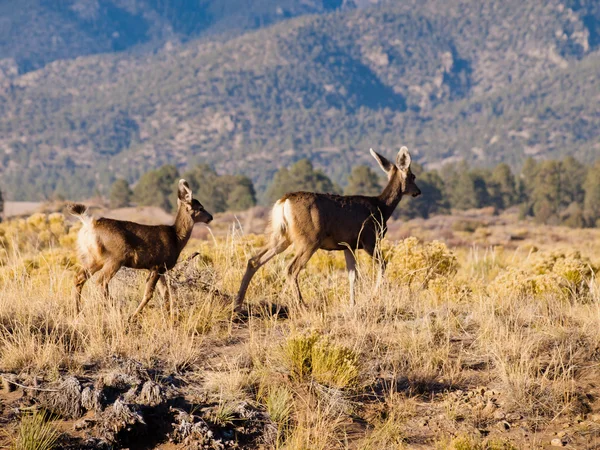 Deer — Stock Photo, Image