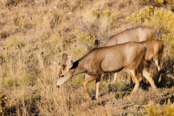 Deer — Stock Photo, Image