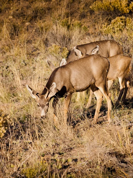 Deer — Stock Photo, Image