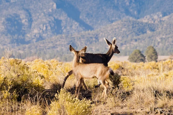 Deer — Stock Photo, Image