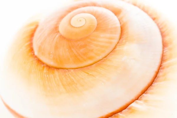 Sea shell — Stockfoto