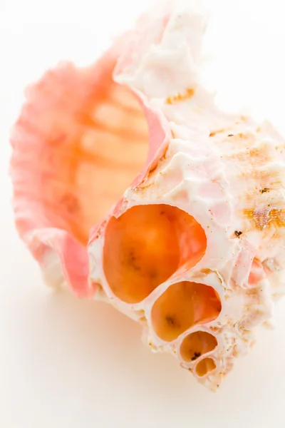 Sea shell — Stockfoto