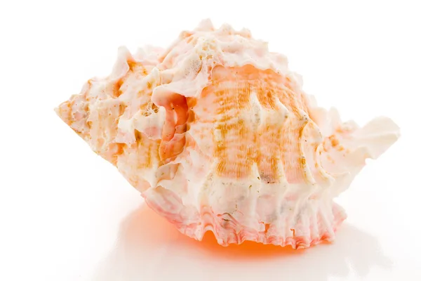 Sea shell — Stockfoto