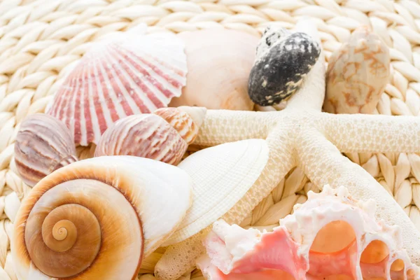 海边的贝壳 — 图库照片