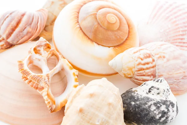 Muscheln — Stockfoto