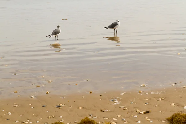 Gaviotas — Foto de Stock