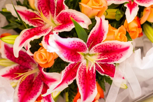 スターゲイザーリリー写真素材 ロイヤリティフリースターゲイザーリリー画像 Depositphotos スターゲイザーリリー写真素材 ロイヤリティフリースターゲイザーリリー画像 Depositphotos